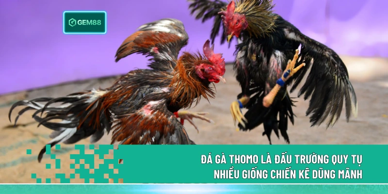 Đá Gà Thomo - Hình thức chọi gà nổi danh số 1 tại Châu Á 3 Đá Gà Thomo là đấu trường quy tụ nhiều giống chiến kê dũng mãnh