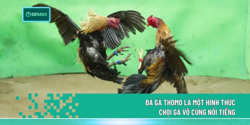 Đá Gà Thomo - Hình thức chọi gà nổi danh số 1 tại Châu Á 1 Đá Gà Thomo là một hình thức chọi gà vô cùng nổi tiếng