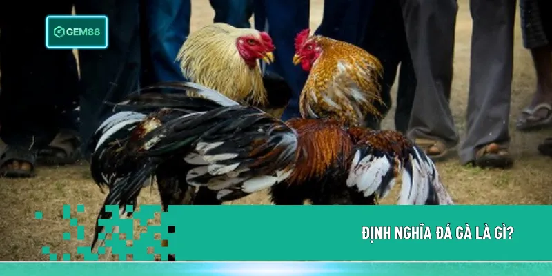 Đá Gà Là Gì? Sức Hút Của Những Chiến Kê Nảy Lửa 1 Đá gà là gì? Đây là trò chơi dân gian với các trận đấu giữa chiến kê, nay được phát triển chuyên nghiệp và có thể theo dõi, đặt cược trực tuyến