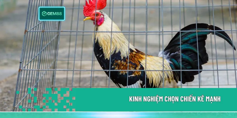 Đá Gà Là Gì? Sức Hút Của Những Chiến Kê Nảy Lửa 3 Kinh nghiệm chọn chiến kê mạnh dựa trên xem tướng, lịch sử thi đấu và giữ tâm lý ổn định