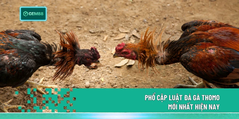 Đá Gà Thomo - Hình thức chọi gà nổi danh số 1 tại Châu Á 2 Phổ cập luật đá gà Thomo mới nhất hiện nay